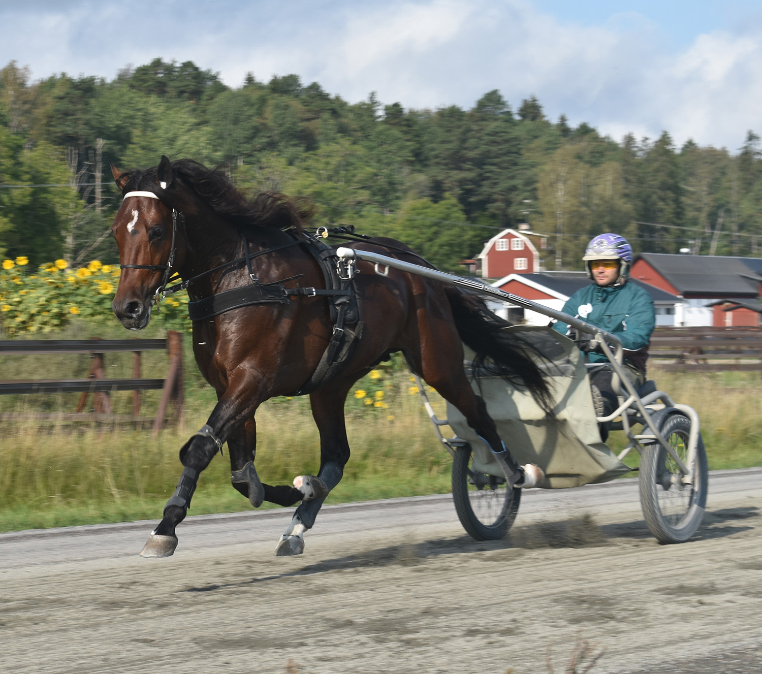 Who's Who och Pasi Aikio på en av sina otaliga träningsheat på Ytterstas rakbana. Foto: A.Lindblom